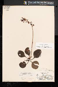 Pyrola americana image