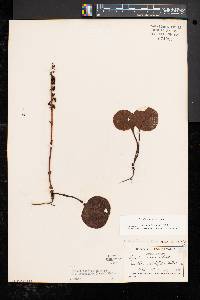 Pyrola americana image