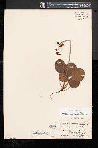 Pyrola americana image