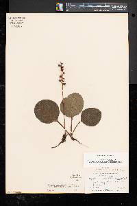 Pyrola americana image