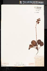 Pyrola americana image