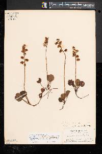 Pyrola chlorantha image