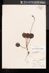 Pyrola americana image