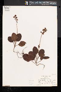 Pyrola elliptica image