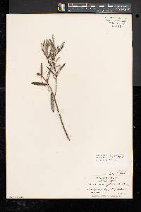 Andromeda polifolia image