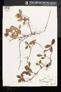 Gaultheria procumbens image