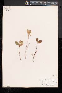 Gaultheria procumbens image