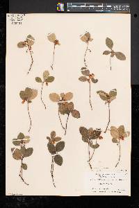 Gaultheria procumbens image