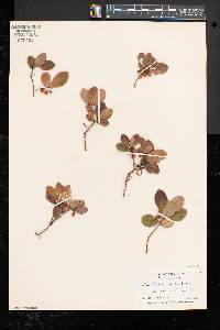 Gaultheria procumbens image