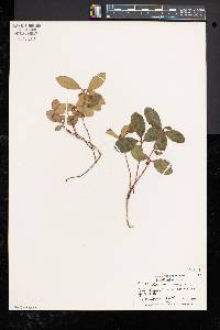 Gaultheria procumbens image