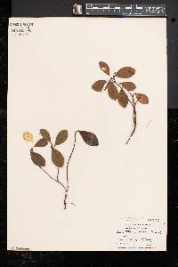 Gaultheria procumbens image