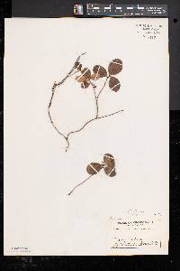 Gaultheria procumbens image