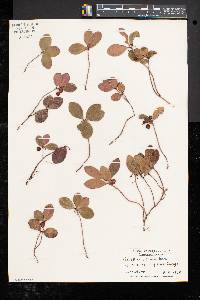 Gaultheria procumbens image