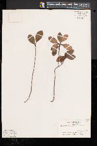 Gaultheria procumbens image