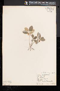 Gaultheria procumbens image