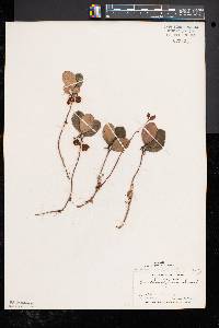 Gaultheria procumbens image