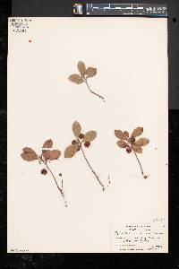 Gaultheria procumbens image