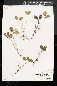 Gaultheria procumbens image