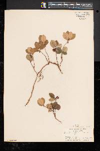 Gaultheria procumbens image