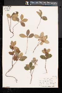 Gaultheria procumbens image