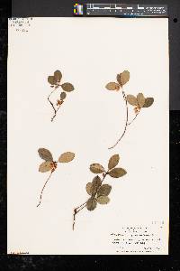 Gaultheria procumbens image