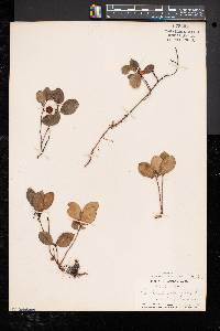 Gaultheria procumbens image