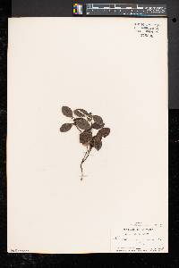 Gaultheria procumbens image