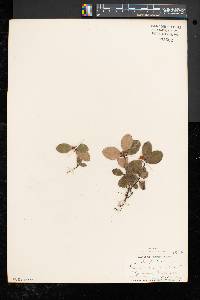 Gaultheria procumbens image