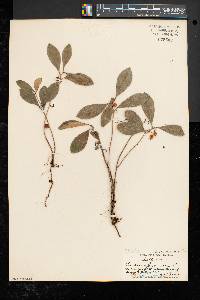 Gaultheria procumbens image