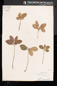 Gaultheria procumbens image