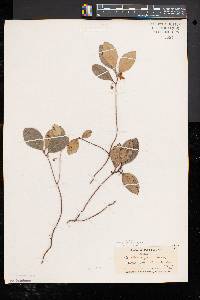 Gaultheria procumbens image