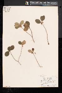 Gaultheria procumbens image