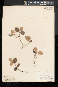 Gaultheria procumbens image