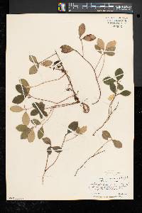 Gaultheria procumbens image