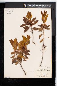Kalmia angustifolia image