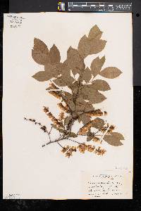 Leucothoe racemosa image