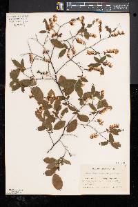 Leucothoe racemosa image