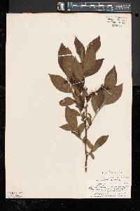 Leucothoe racemosa image