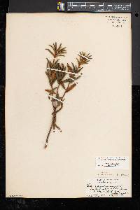 Rhododendron groenlandicum image