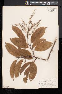 Oxydendrum arboreum image