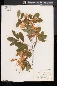 Rhododendron arborescens image