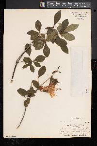 Rhododendron arborescens image