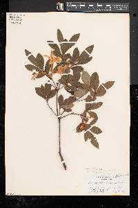 Rhododendron arborescens image