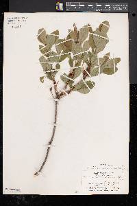 Rhododendron arborescens image