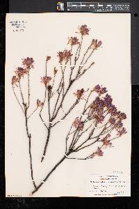 Rhododendron canadense image