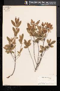 Rhododendron canadense image
