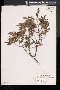 Rhododendron canadense image