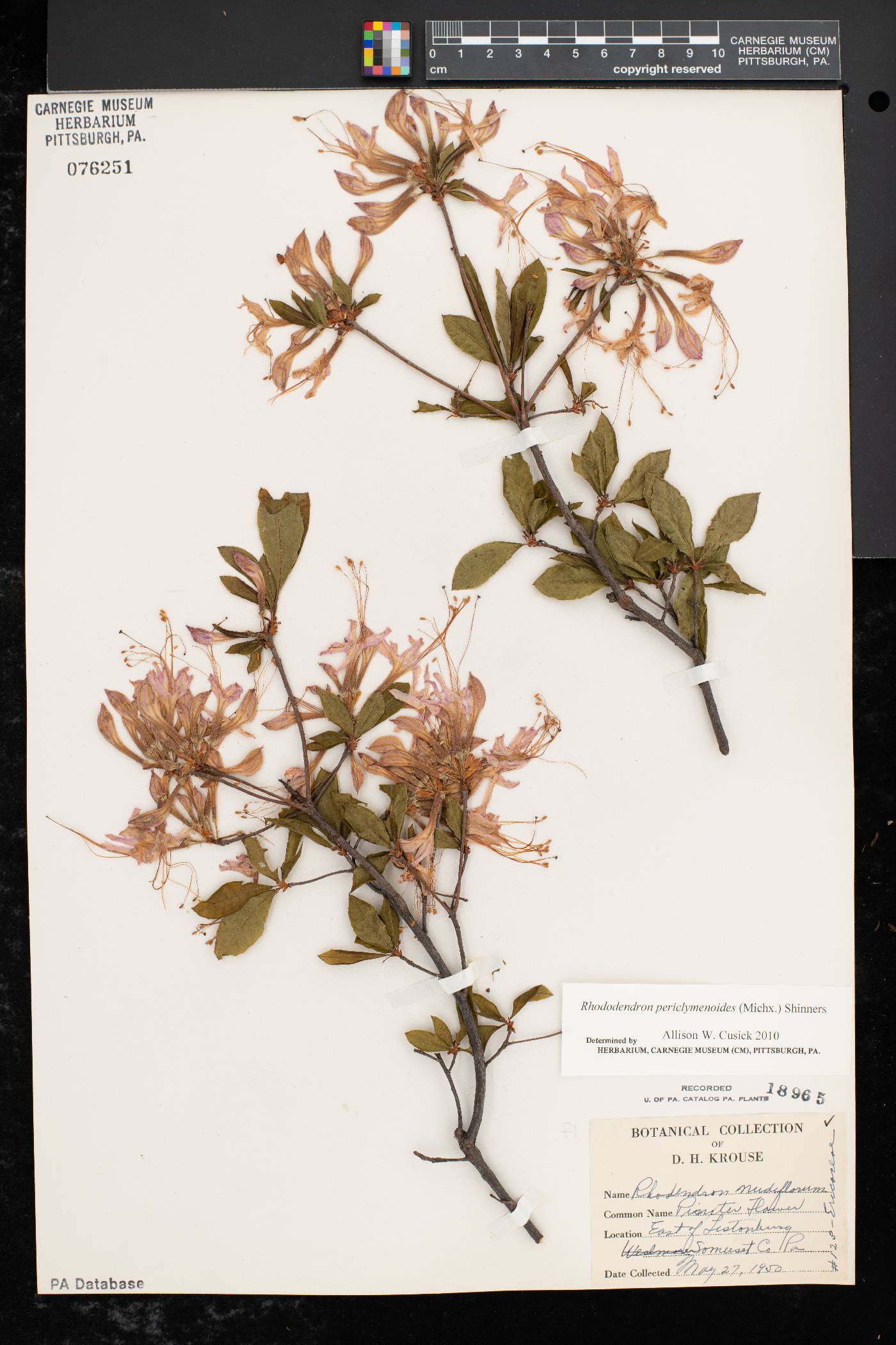 Rhododendron periclymenoides image