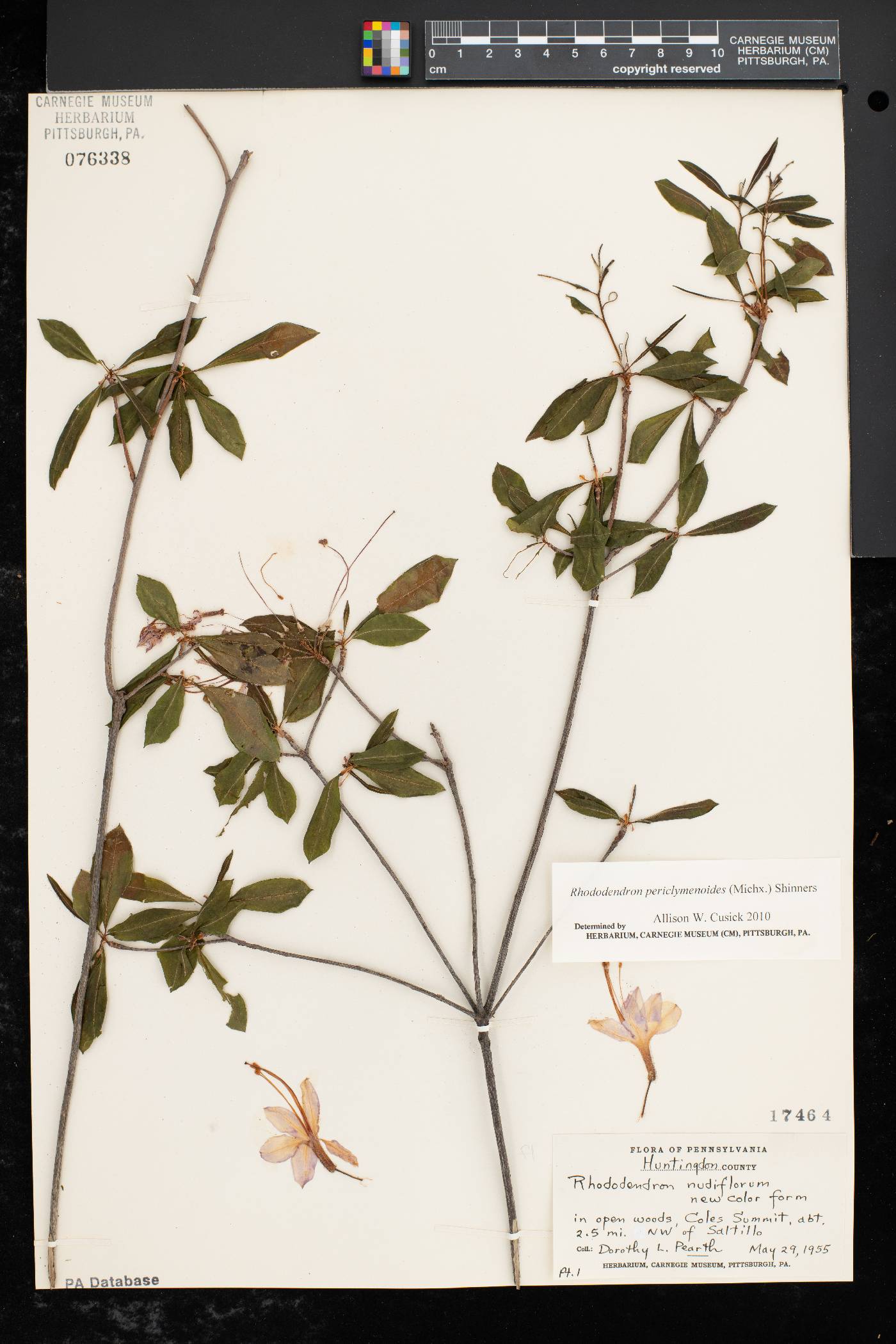 Rhododendron periclymenoides image