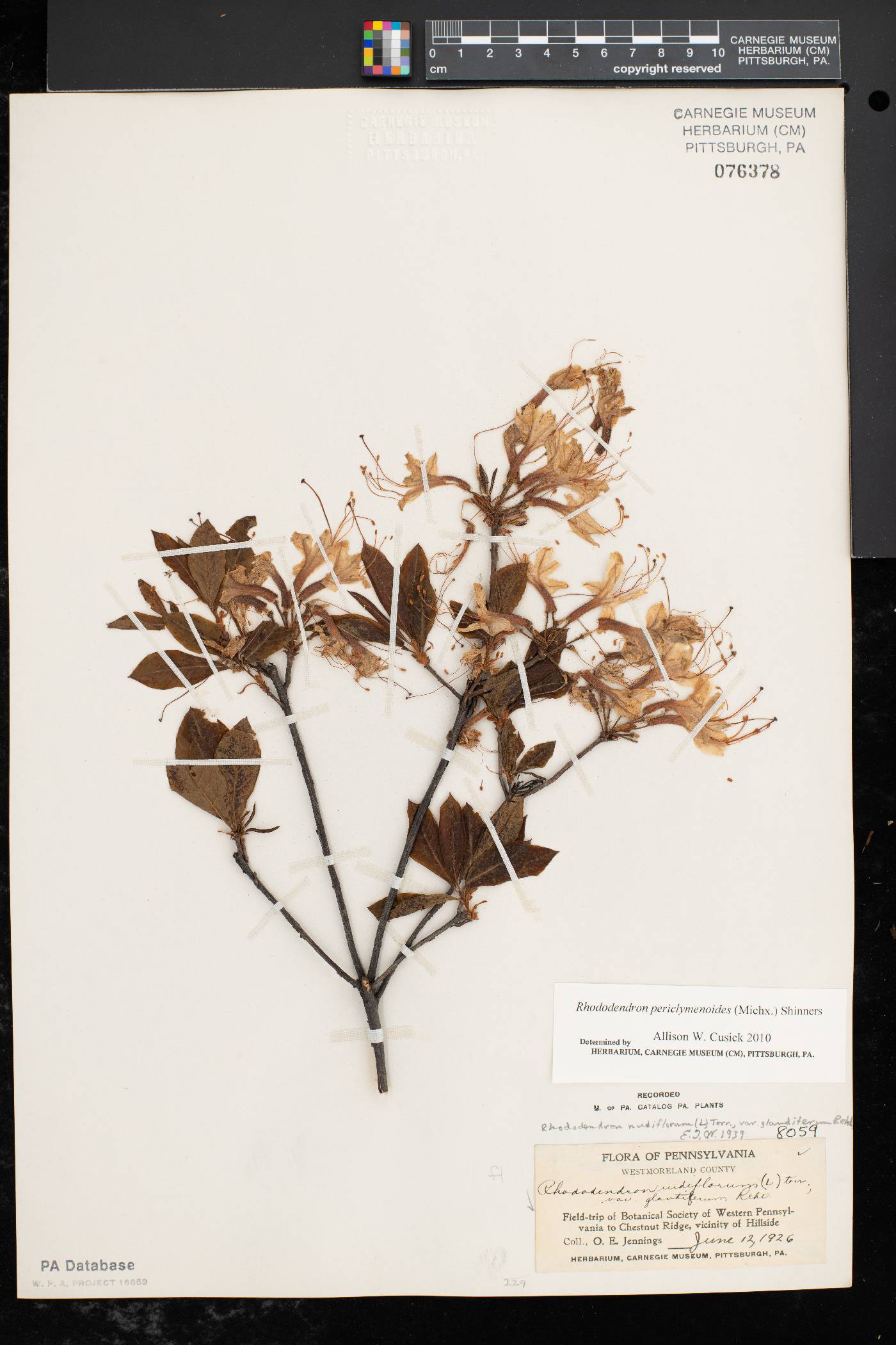 Rhododendron periclymenoides image